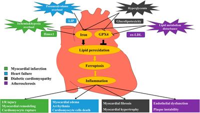 Ferroptosis: New Dawn for Overcoming the Cardio-Cerebrovascular Diseases